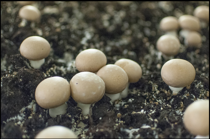 Culture artisanale de champignons