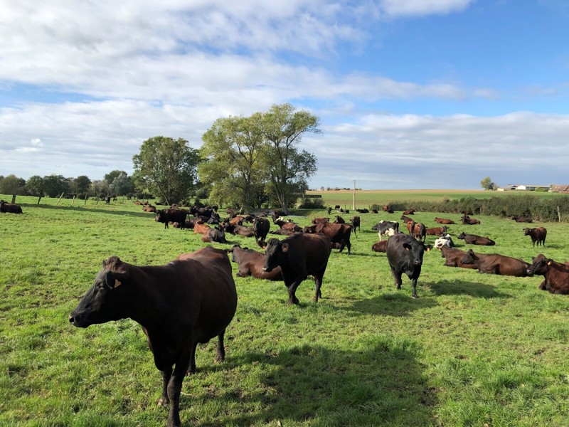 The use of milk from the 'Rouge Flamande' a breed of cows